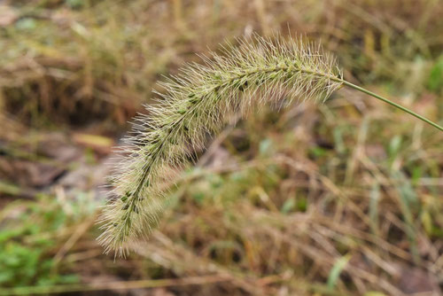 えのころぐさ,植物,エノコログサ