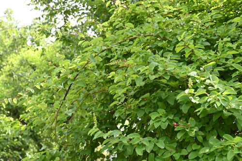 くまやなぎ,植物,クマヤナギ