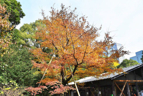 花の木,ハナノキ,あめりかはなのき,種類