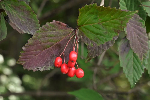 オトコヨウゾメ,紅葉,黄葉