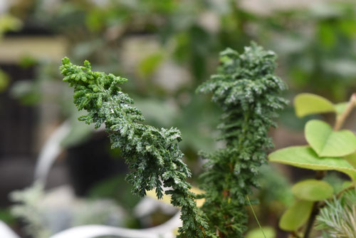ヒノキの鉢植え,桧
