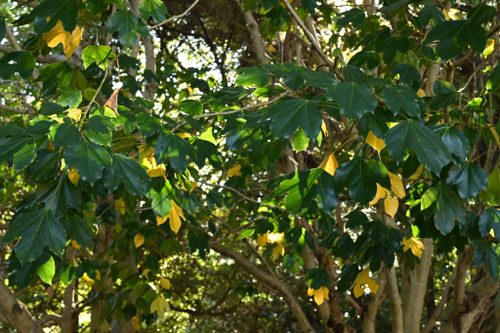 カクレミノ,ミツデ,かくれみの,葉っぱ