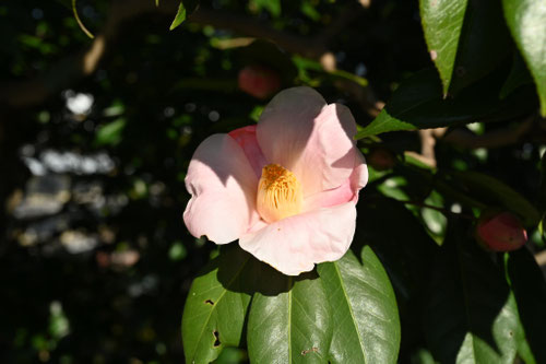 ピンク色の花が咲くツバキ