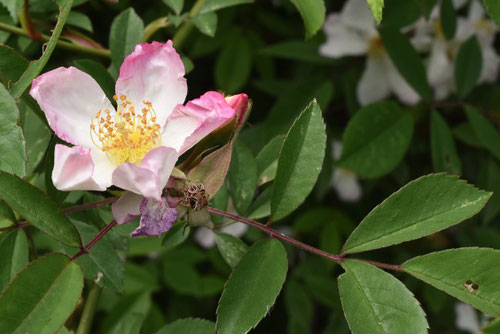 サクラバラ,植物,さくらばら