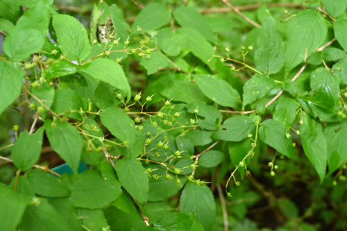 ヒメウツギ,ひめうつぎ,植物,実