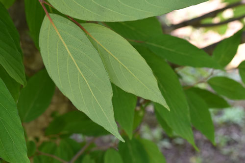 葉,植物,よこぶらのき,ヨコグラノキ