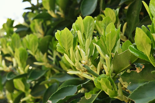 Evergreen spindle tree