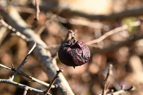 Chinese mayflower,fruits