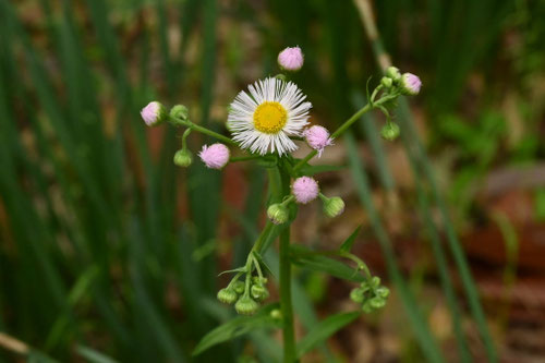 ハルジオン,ハルジョオンの花