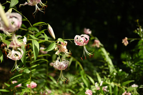 かのこゆり,開花期,カノコユリ