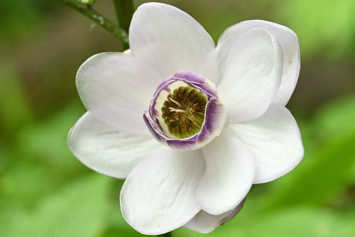 蓮華升麻,植物　