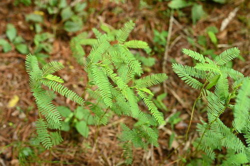 川原決明,植物