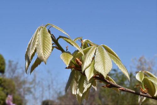 Konara Oak,picture