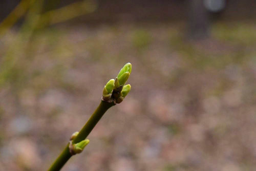 西洋カエデ,ねぐんどかえで,新芽,ネグンドカエデ