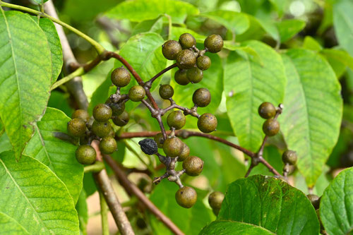 Amur　Corktree,fruits