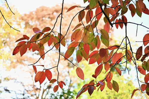 ヤマザクラ,やまざくら,紅葉,きれい