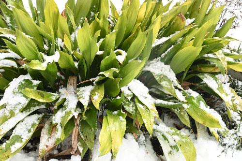 ハラン,植物,はらん,葉,雪