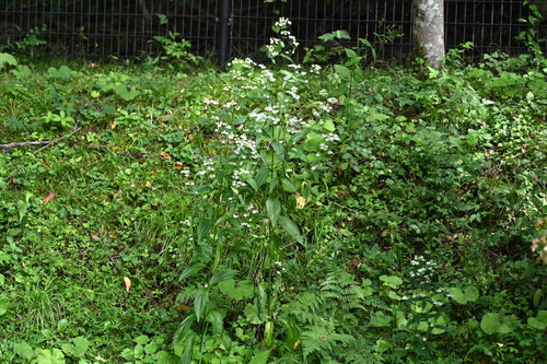 あけぼのそう,開花期,アケボノソウ