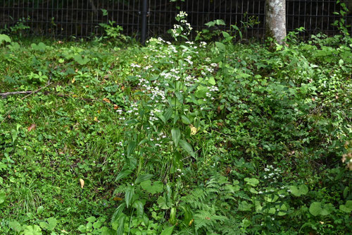 あけぼのそう,開花期,アケボノソウ,曙草