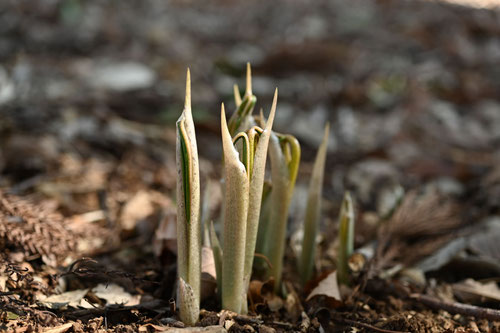 うらしまそう,植物,ウラシマソウ