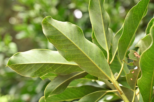 ユズリハ 譲り葉 庭木図鑑 植木ペディア