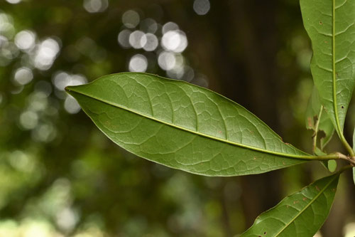 キンモクセイ,金木犀,葉っぱ,きんもくせい
