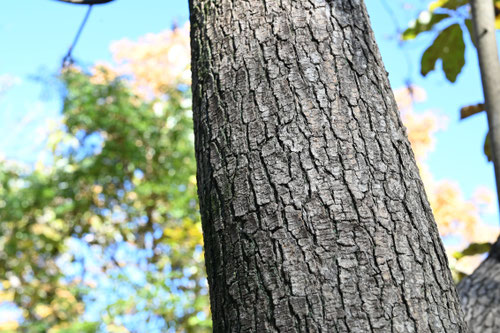 ハゼの木,ハゼノキ,はぜのき,樹木