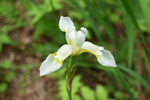 綾目,シロバナ,白花,あやめ,アヤメ