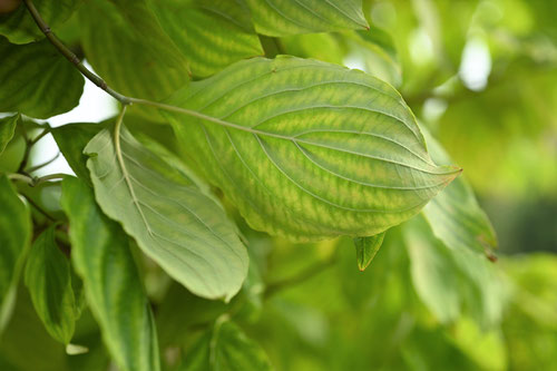 dogwoodtree