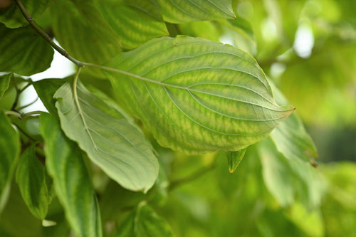 ハナミズキ,花水木,はなみずき,dogwoodtree