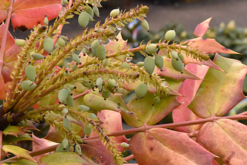 実,種子,Mahonia charity