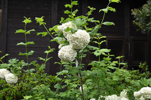 オオデマリ,開花時期