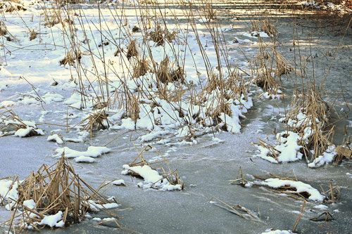 Manchurian wild rice