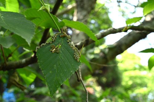 オオバヤシャブシの木に害虫