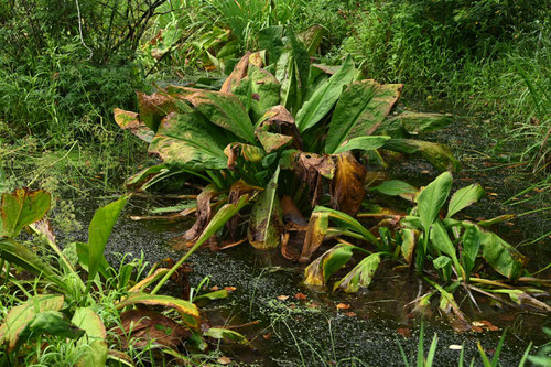 Asian skunk cabbage