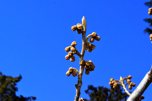Japanese witch hazel