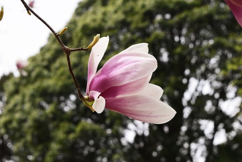 モクレン,もくれん,Magnolia　flower  in Japan