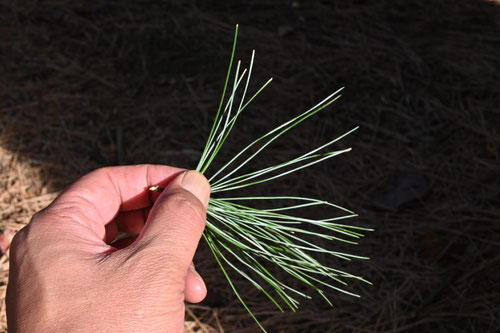 ひまらやごよう,植物,ヒマラヤゴヨウ