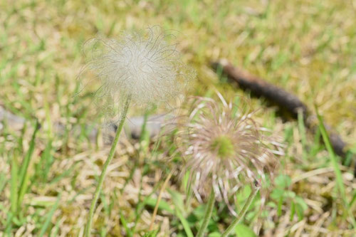 日本,おきなぐさ,オキナグサ