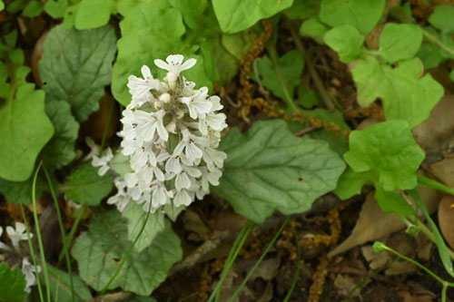 じゅうにひとえ,花の色