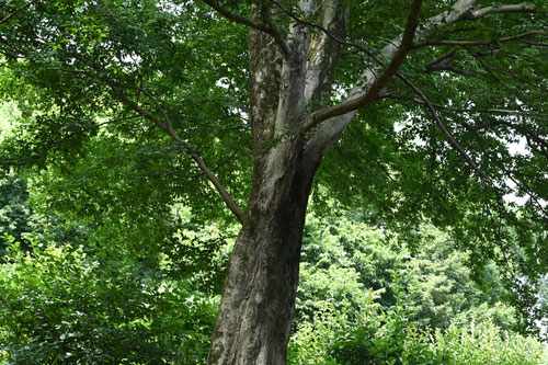 Aphananthe oriental elm