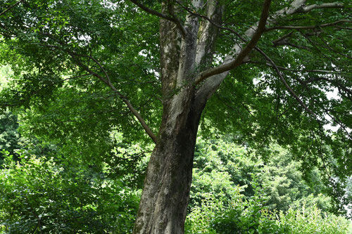 Aphananthe oriental elm,ムクノキ