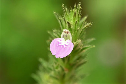 きつねのまご,花