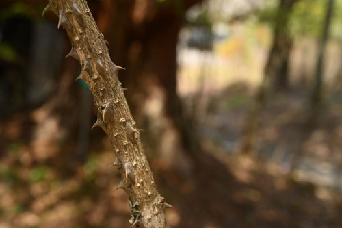 やまうこぎ,植物,ヤマウコギ,樹木