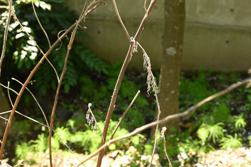カラムシ,からむし,植物