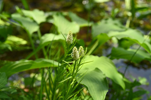 白糸草,植物