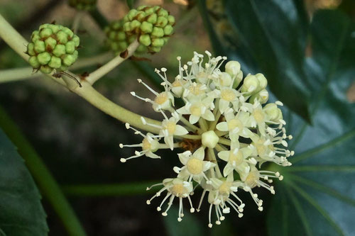 やつで,八つ手の花が咲く時期,ヤツデ