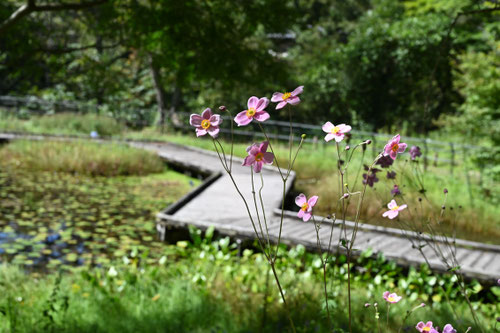 シュウメイギク,画像