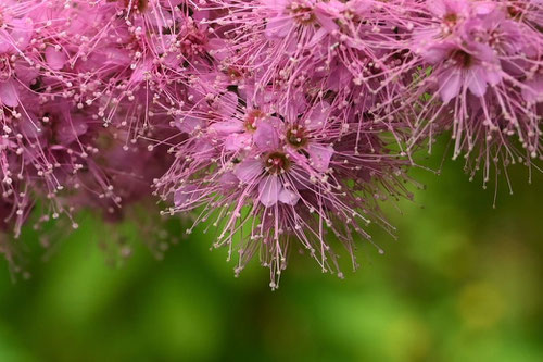 ピンク色のブラシみたいな花,ホザキシモツケ