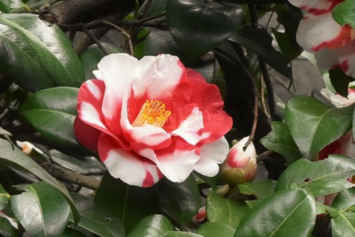 ヤブツバキ,やぶつばき